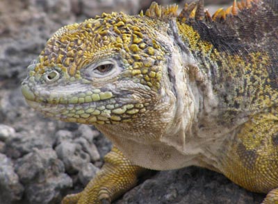 galapagosiguana.jpg