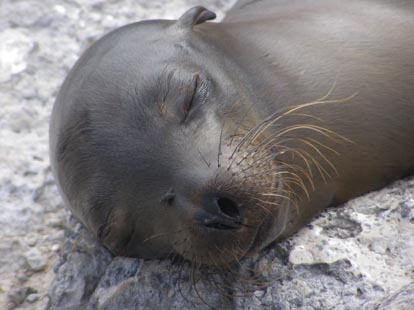 galapagosseal.jpg