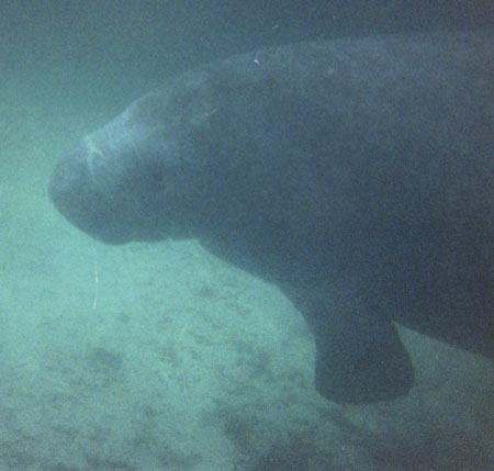 manatee.jpg