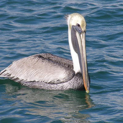 pelican.jpg