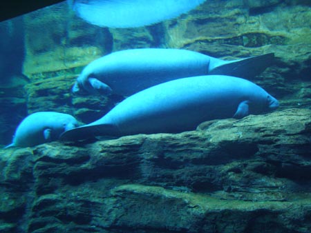 seaworldmanatees.jpg