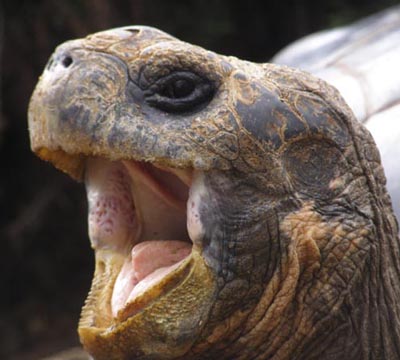 tortoise1.jpg