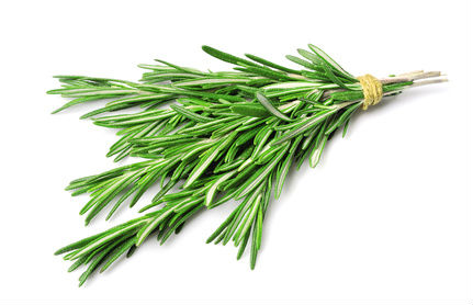 Rosemary for Remembrance