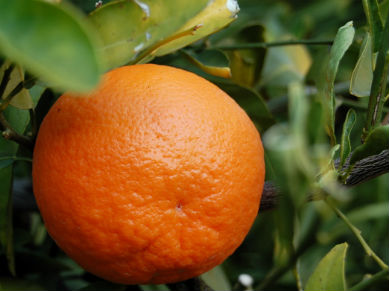 Facts About Tangerines