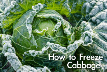 How to Freeze Cabbage