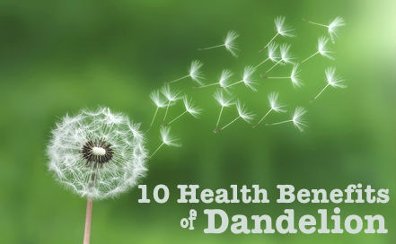 10 Health Benefits of Dandelion