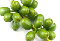 3 Best Green Coffee Bean Extracts